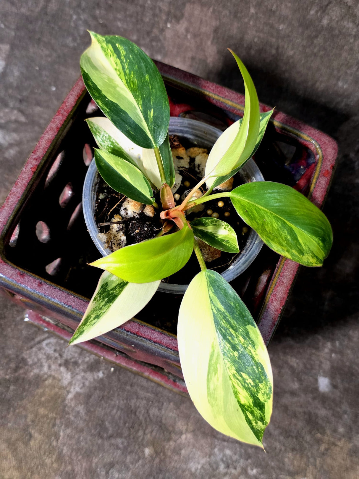 Philodendron Yellow Congo Variegated - EXACT Plant - US Seller (July-10-15)