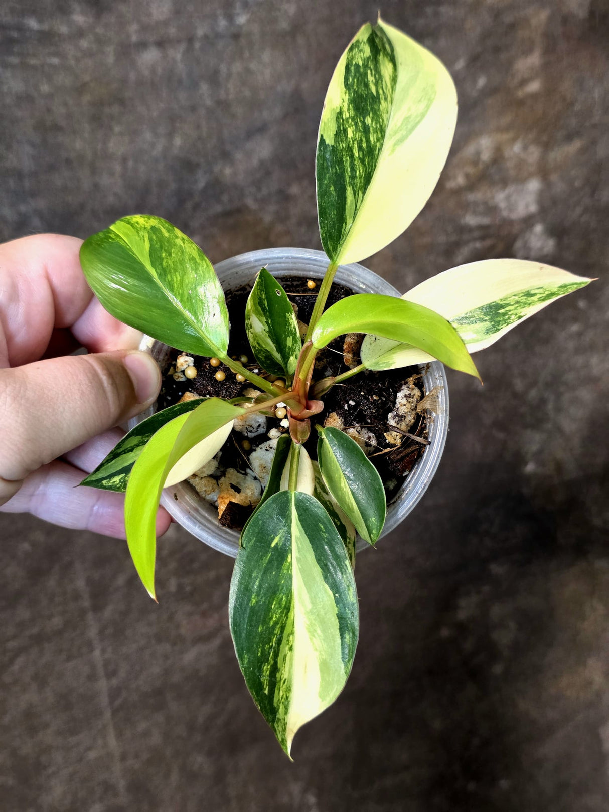 Philodendron Yellow Congo Variegated - EXACT Plant - US Seller (July-10-15)