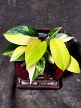 Philodendron Yellow Congo Variegated - EXACT Plant - US Seller (July-10-14)