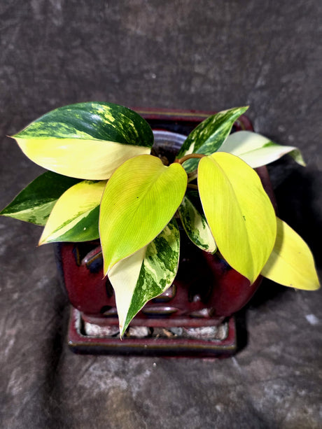 Philodendron Yellow Congo Variegated - EXACT Plant - US Seller (July-10-14)
