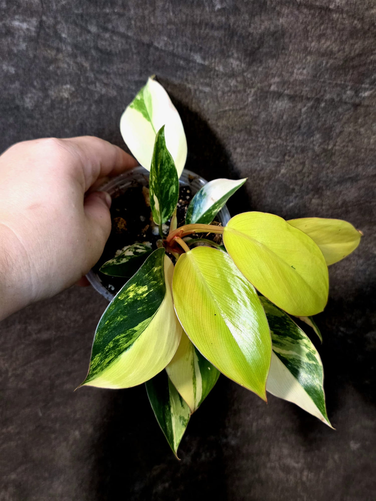 Philodendron Yellow Congo Variegated - EXACT Plant - US Seller (July-10-14)