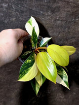Philodendron Yellow Congo Variegated - EXACT Plant - US Seller (July-10-14)