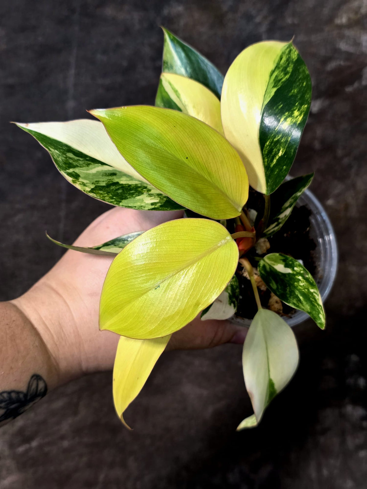 Philodendron Yellow Congo Variegated - EXACT Plant - US Seller (July-10-14)