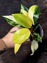 Philodendron Yellow Congo Variegated - EXACT Plant - US Seller (July-10-14)