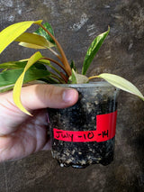 Philodendron Yellow Congo Variegated - EXACT Plant - US Seller (July-10-14)
