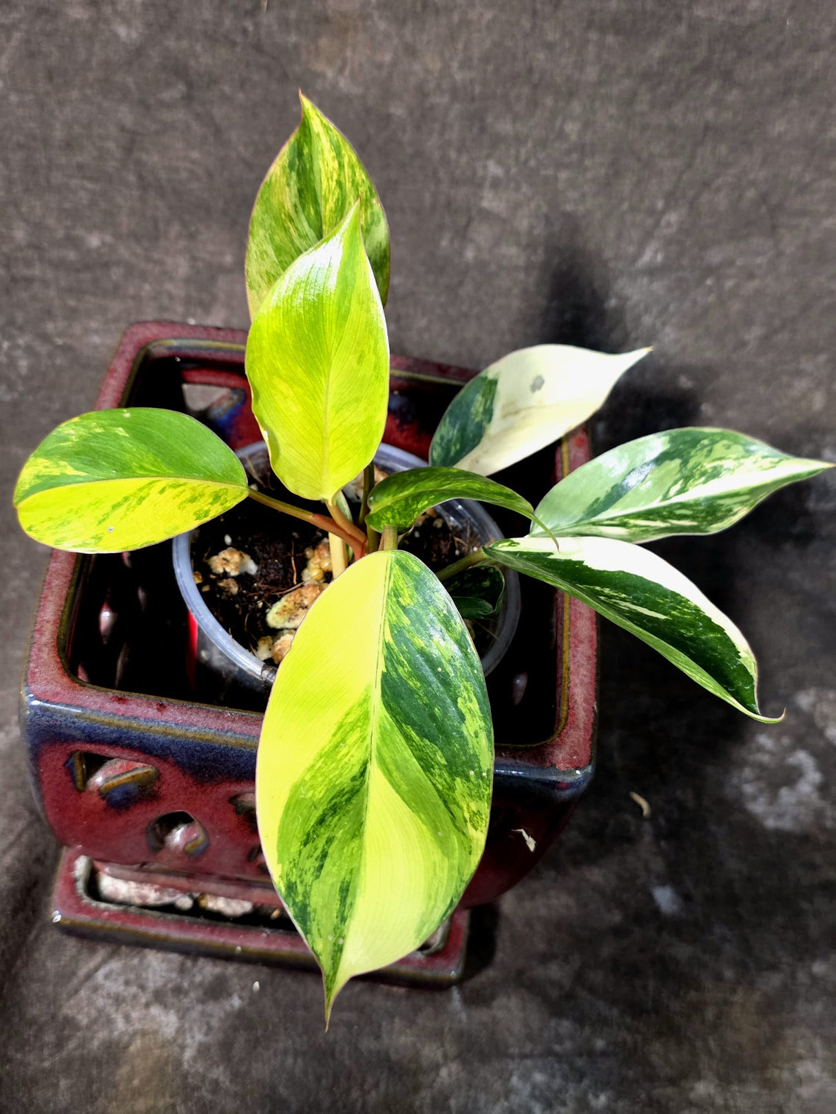 Philodendron Yellow Congo Variegated - EXACT Plant - US Seller (July-10-16)