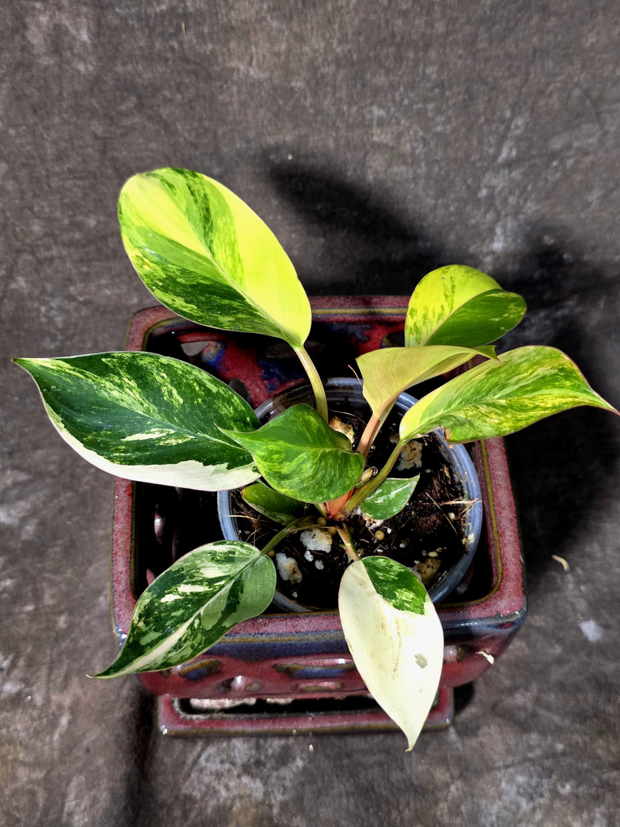 Philodendron Yellow Congo Variegated - EXACT Plant - US Seller (July-10-16)