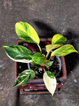 Philodendron Yellow Congo Variegated - EXACT Plant - US Seller (July-10-16)