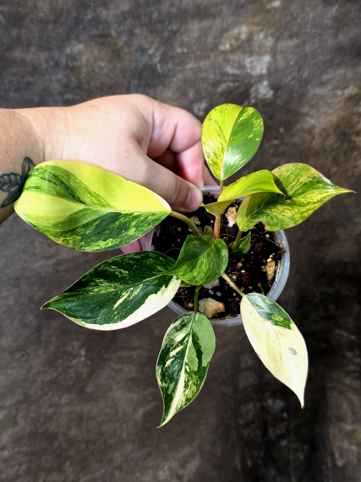 Philodendron Yellow Congo Variegated - EXACT Plant - US Seller (July-10-16)