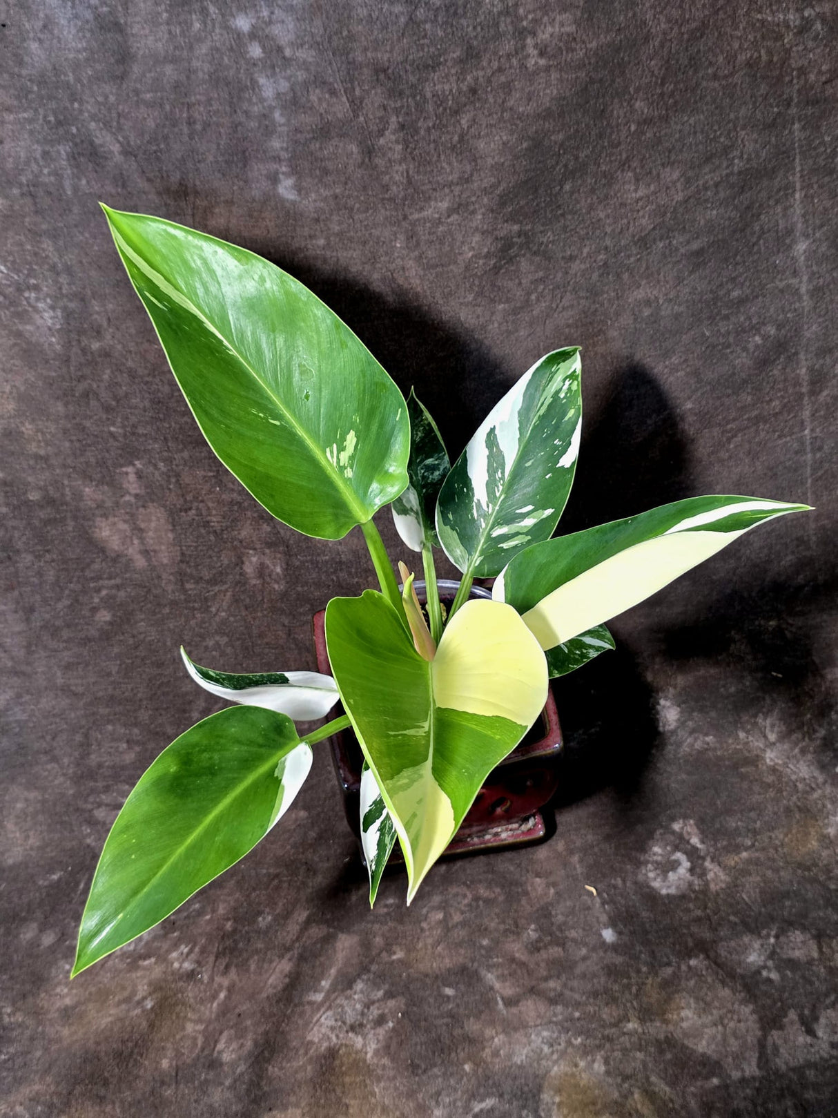 Variegated Philodendron Green Congo Original - (July-10-17)