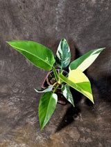 Variegated Philodendron Green Congo Original - (July-10-17)