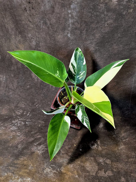 Variegated Philodendron Green Congo Original - (July-10-17)