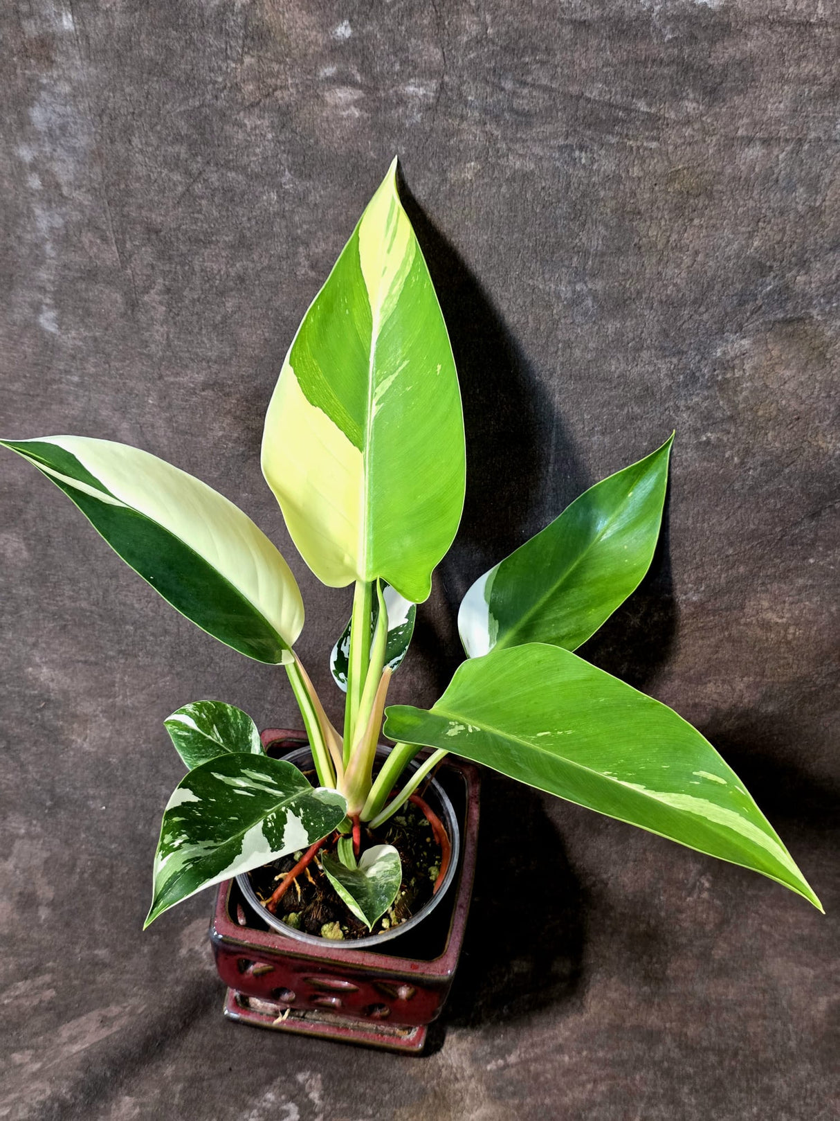 Variegated Philodendron Green Congo Original - (July-10-17)