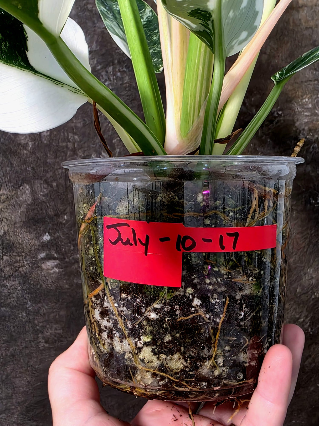 Variegated Philodendron Green Congo Original - (July-10-17)