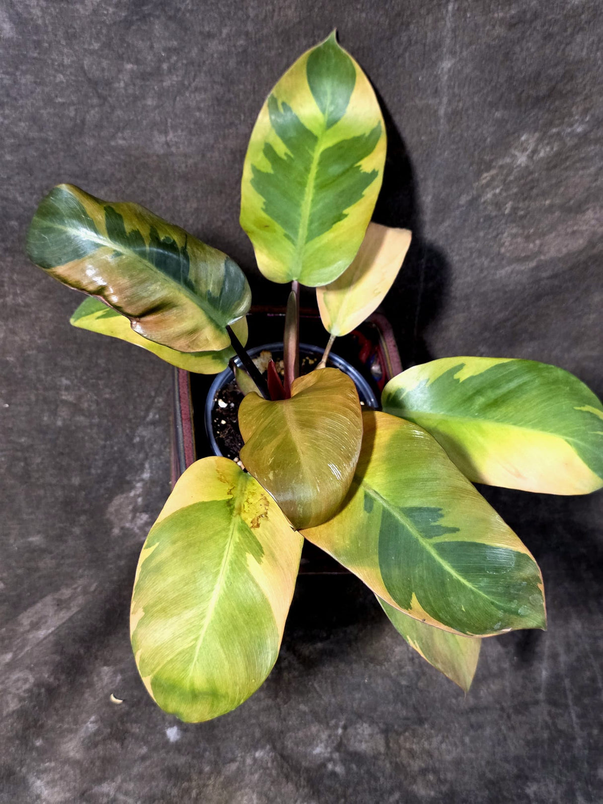 Variegated Black Cardinal Philodendron – Rare Collector Plant July-10-18)