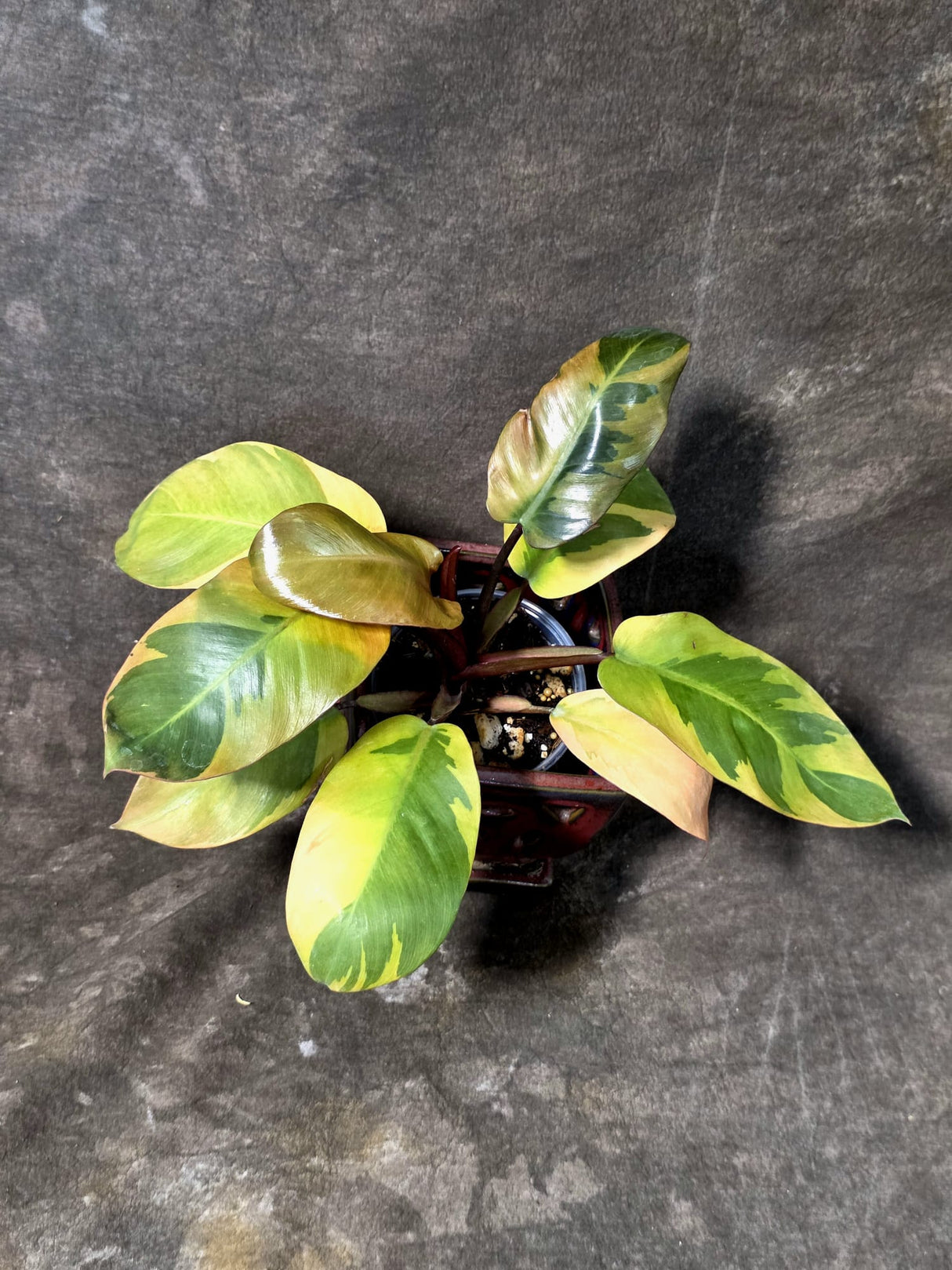 Variegated Black Cardinal Philodendron – Rare Collector Plant July-10-18)
