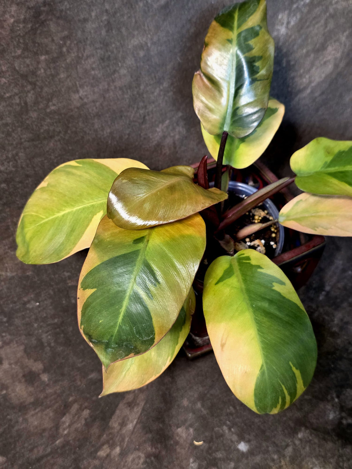 Variegated Black Cardinal Philodendron – Rare Collector Plant July-10-18)