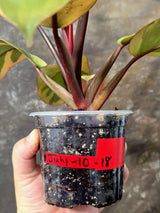 Variegated Black Cardinal Philodendron – Rare Collector Plant July-10-18)