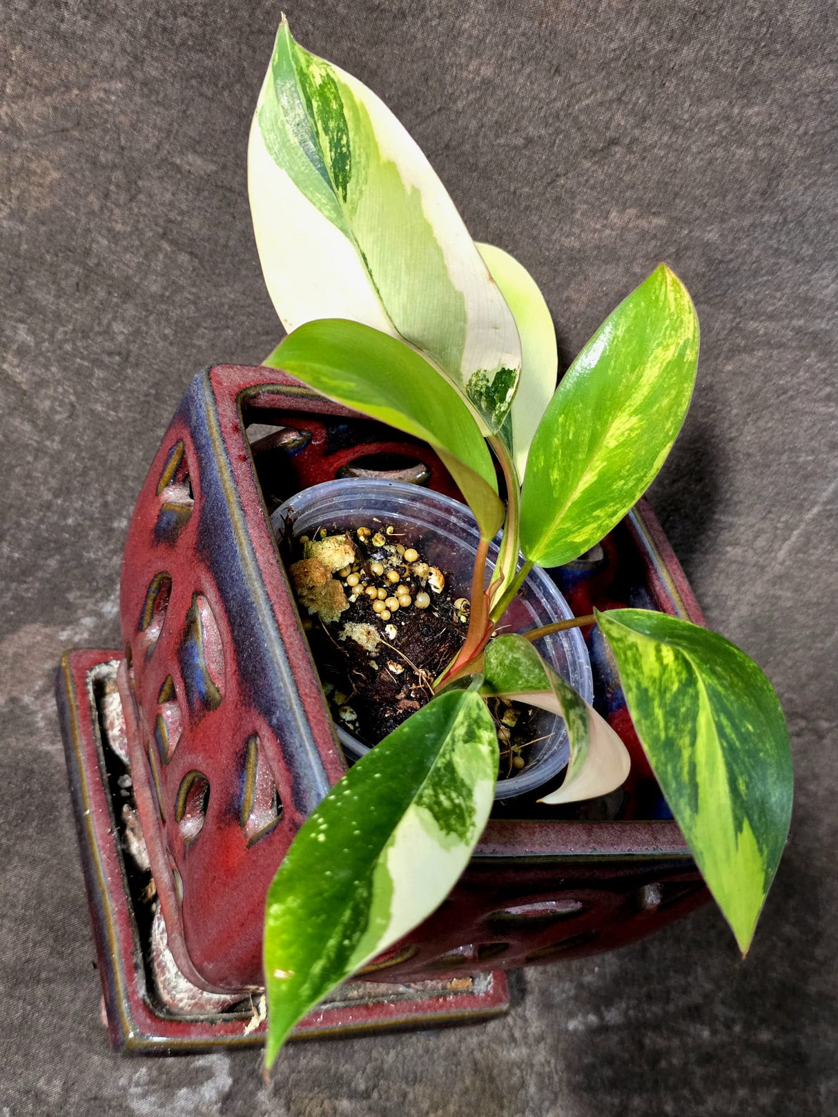 Philodendron Yellow Congo Variegated - EXACT Plant - US Seller (July-10-19)