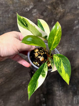 Philodendron Yellow Congo Variegated - EXACT Plant - US Seller (July-10-19)