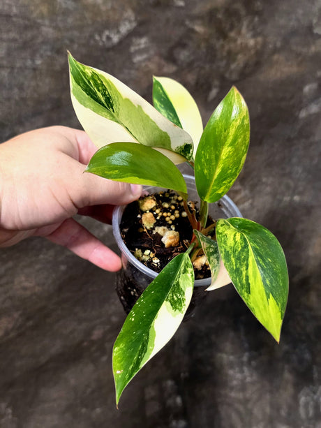 Philodendron Yellow Congo Variegated - EXACT Plant - US Seller (July-10-19)