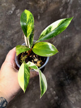 Philodendron Yellow Congo Variegated - EXACT Plant - US Seller (July-10-19)