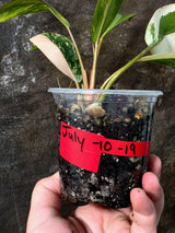 Philodendron Yellow Congo Variegated - EXACT Plant - US Seller (July-10-19)