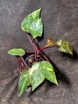 Philodendron Orange Princess - Rare Collector Plant (July-10-20)
