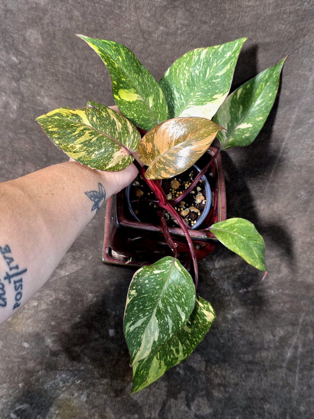 Philodendron Orange Princess - Rare Collector Plant (July-10-20)