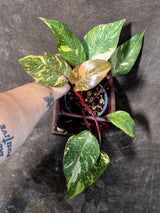 Philodendron Orange Princess - Rare Collector Plant (July-10-20)