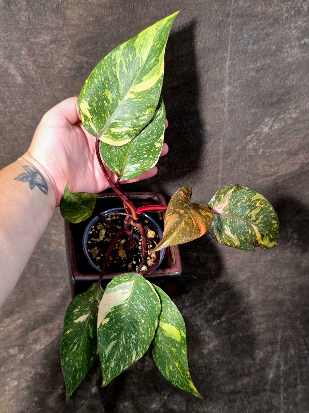 Philodendron Orange Princess - Rare Collector Plant (July-10-20)