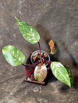 Philodendron Orange Princess - Rare Collector Plant (July-10-22)