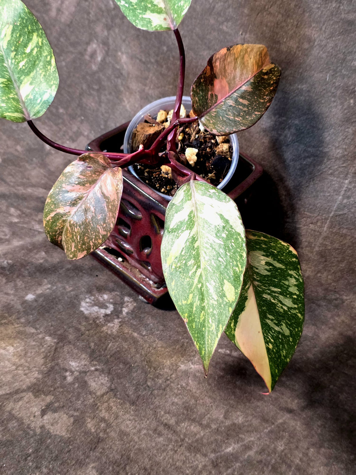 Philodendron Orange Princess - Rare Collector Plant (July-10-22)