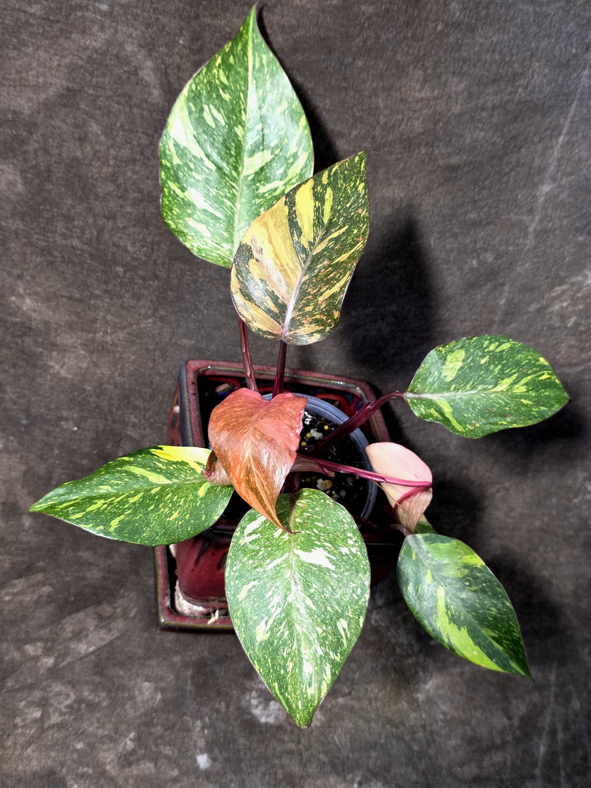 Philodendron Orange Princess - Rare Collector Plant (JJuly-10-21)