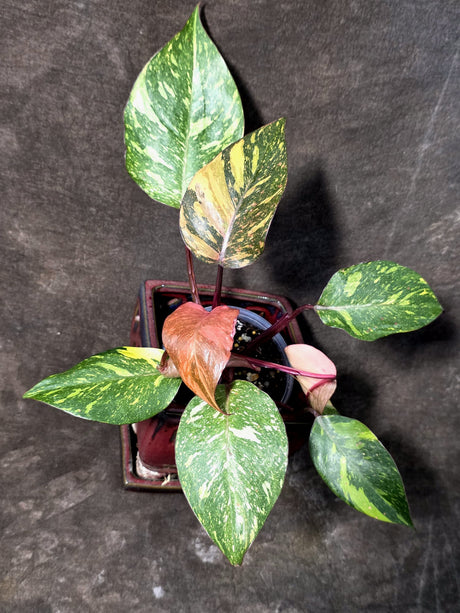 Philodendron Orange Princess - Rare Collector Plant (JJuly-10-21)