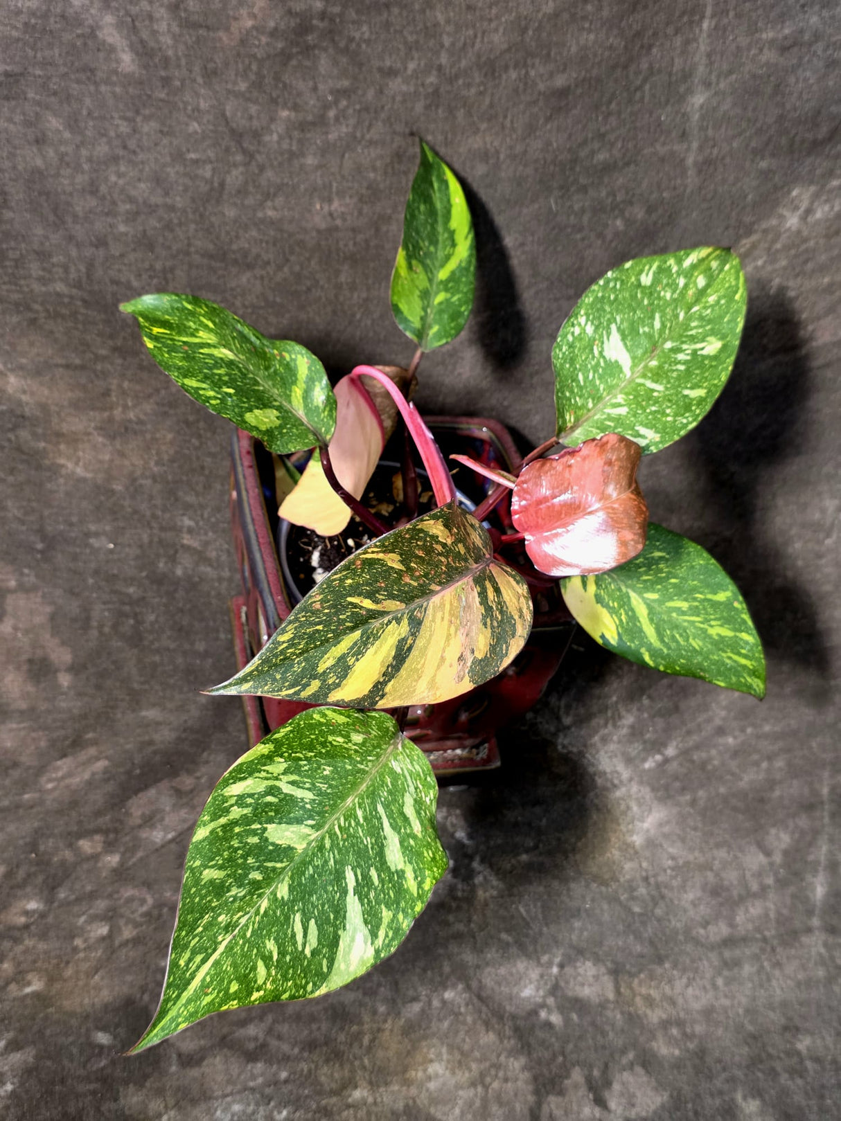 Philodendron Orange Princess - Rare Collector Plant (JJuly-10-21)