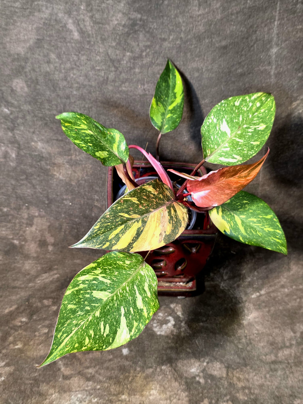 Philodendron Orange Princess - Rare Collector Plant (JJuly-10-21)