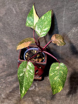 Philodendron Orange Princess - Rare Collector Plant (July-10-22)