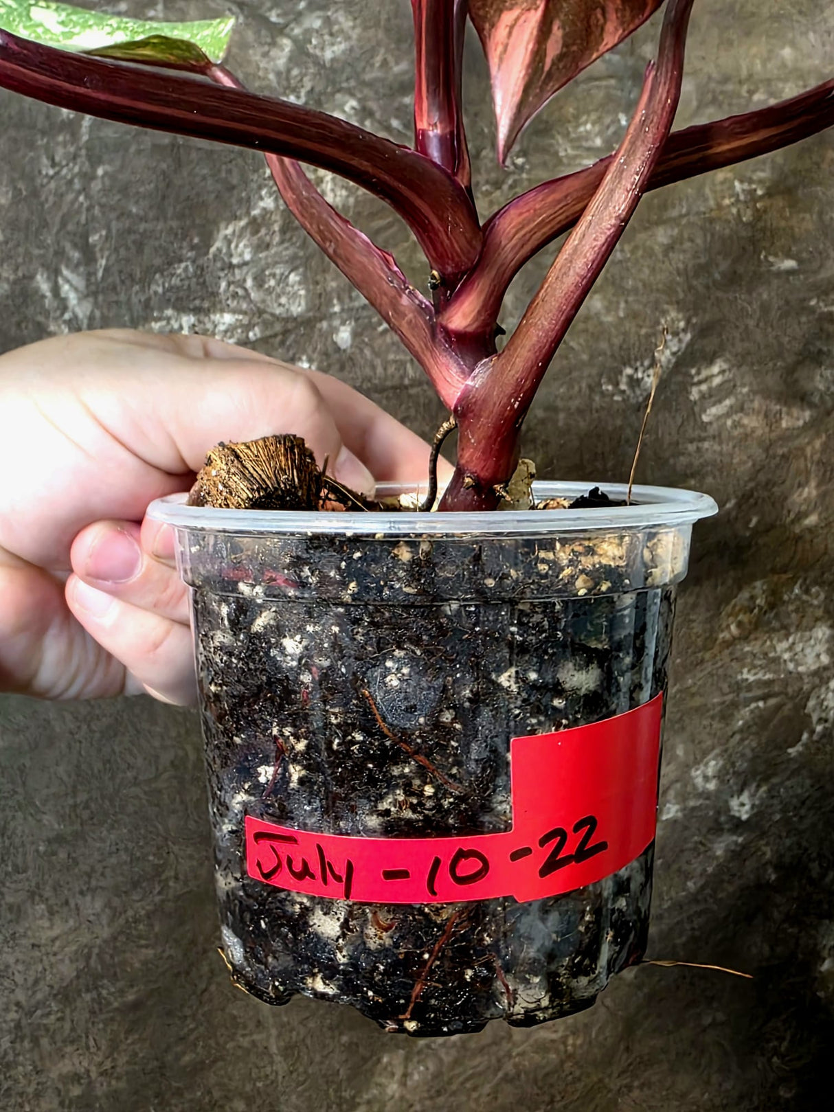 Philodendron Orange Princess - Rare Collector Plant (July-10-22)