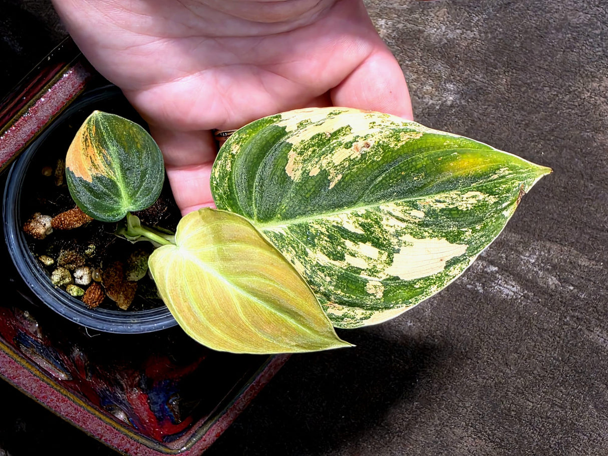 Philodendron Melanochrysum Variegated - Exact Plant - (July-10-28)