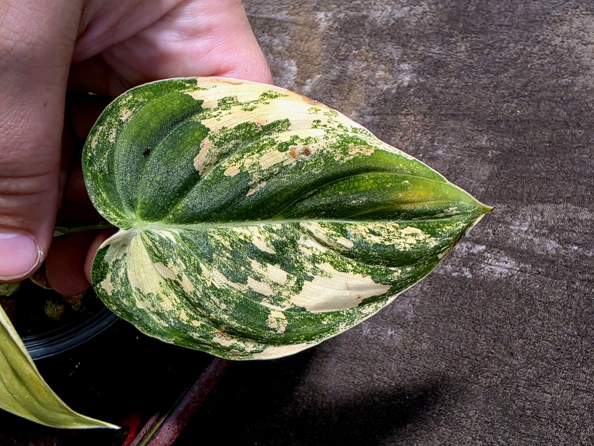 Philodendron Melanochrysum Variegated - Exact Plant - (July-10-28)