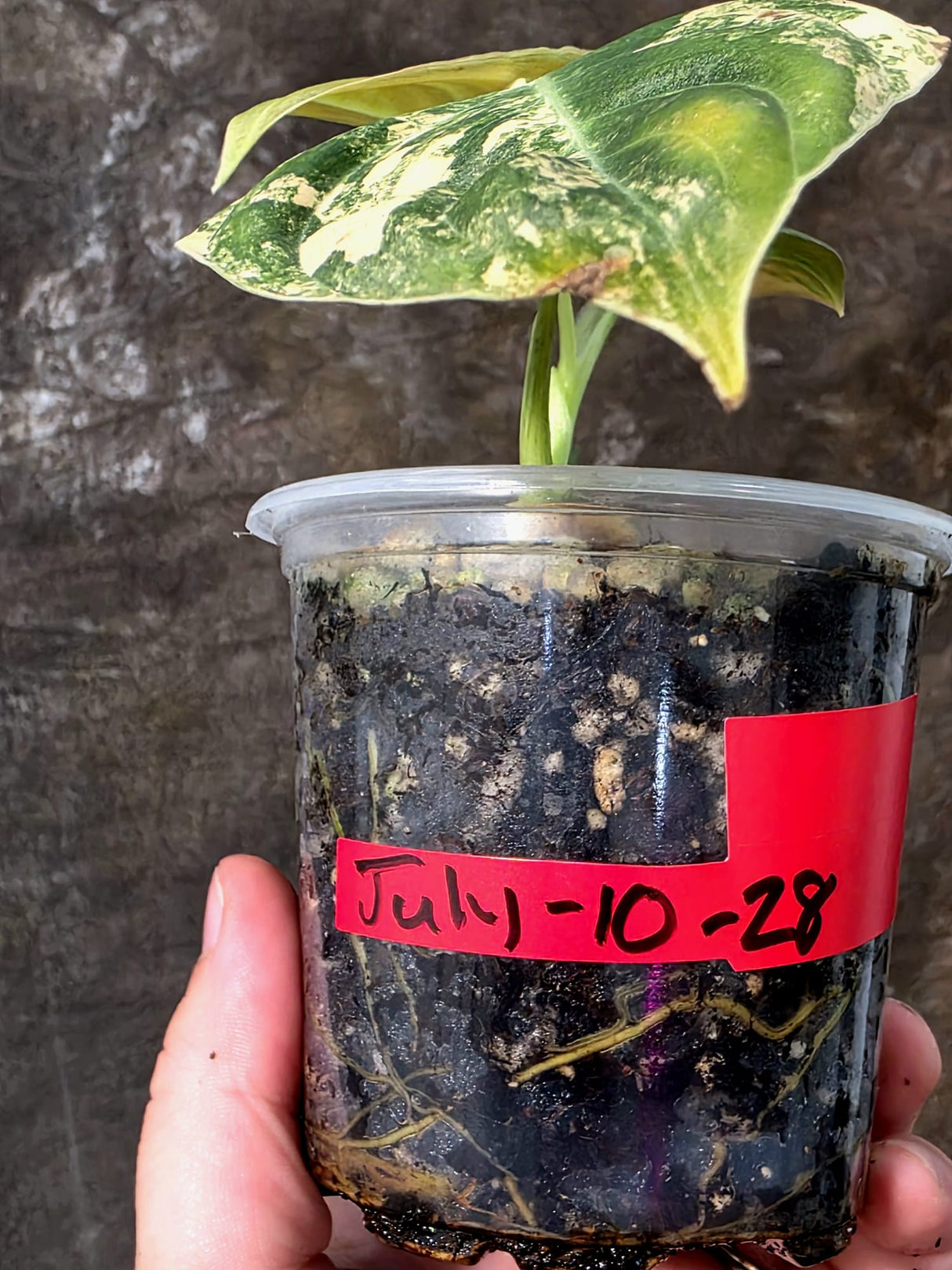 Philodendron Melanochrysum Variegated - Exact Plant - (July-10-28)