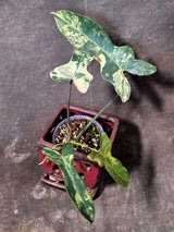 Variegated Philodendron Brown Beauty Florida Beauty x Black Billietiae - (July-10-29)