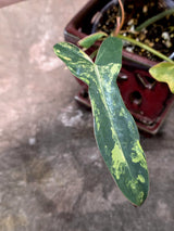 Variegated Philodendron Brown Beauty Florida Beauty x Black Billietiae - (July-10-29)