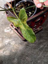 Variegated Philodendron Brown Beauty Florida Beauty x Black Billietiae - (July-10-29)