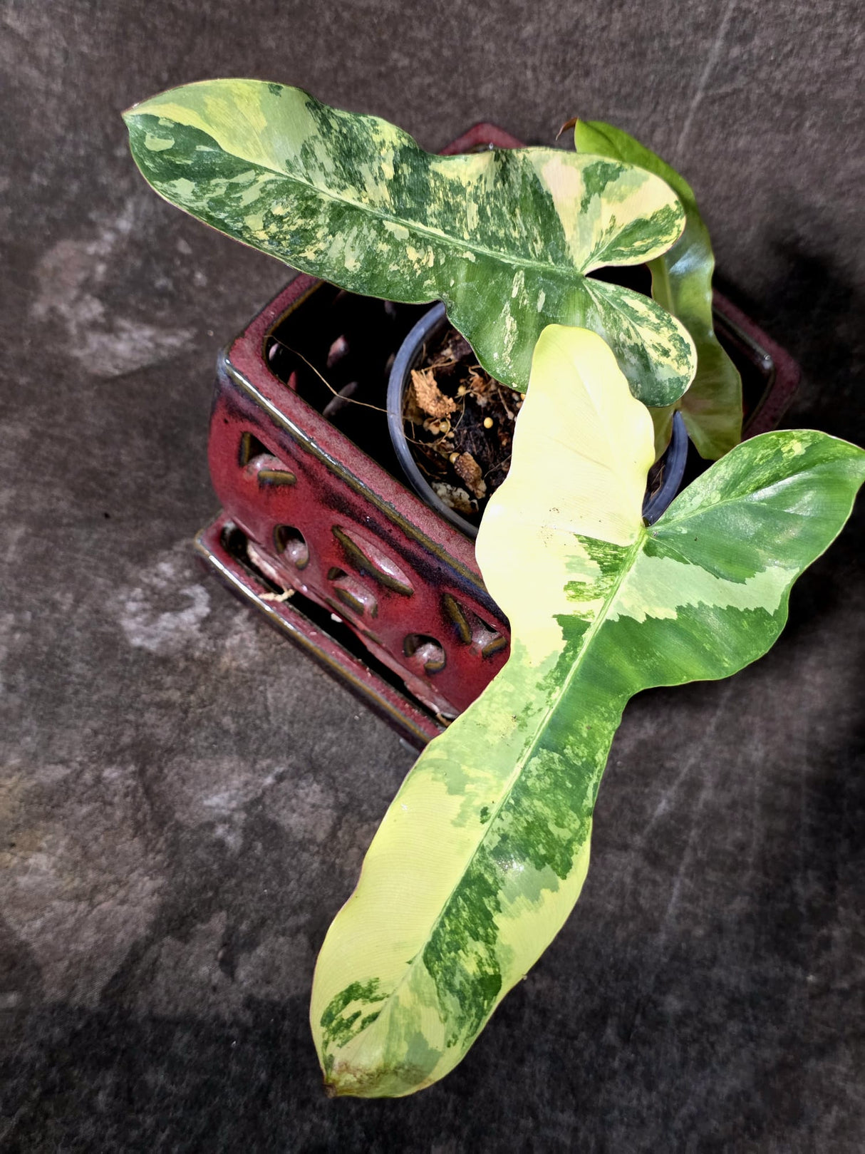 Variegated Philodendron Brown Beauty Florida Beauty x Black Billietiae - (July-10-30)