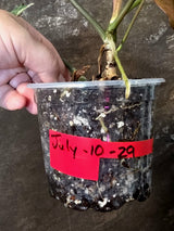 Variegated Philodendron Brown Beauty Florida Beauty x Black Billietiae - (July-10-29)