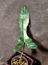 Variegated Philodendron Brown Beauty Florida Beauty x Black Billietiae - (July-10-33)