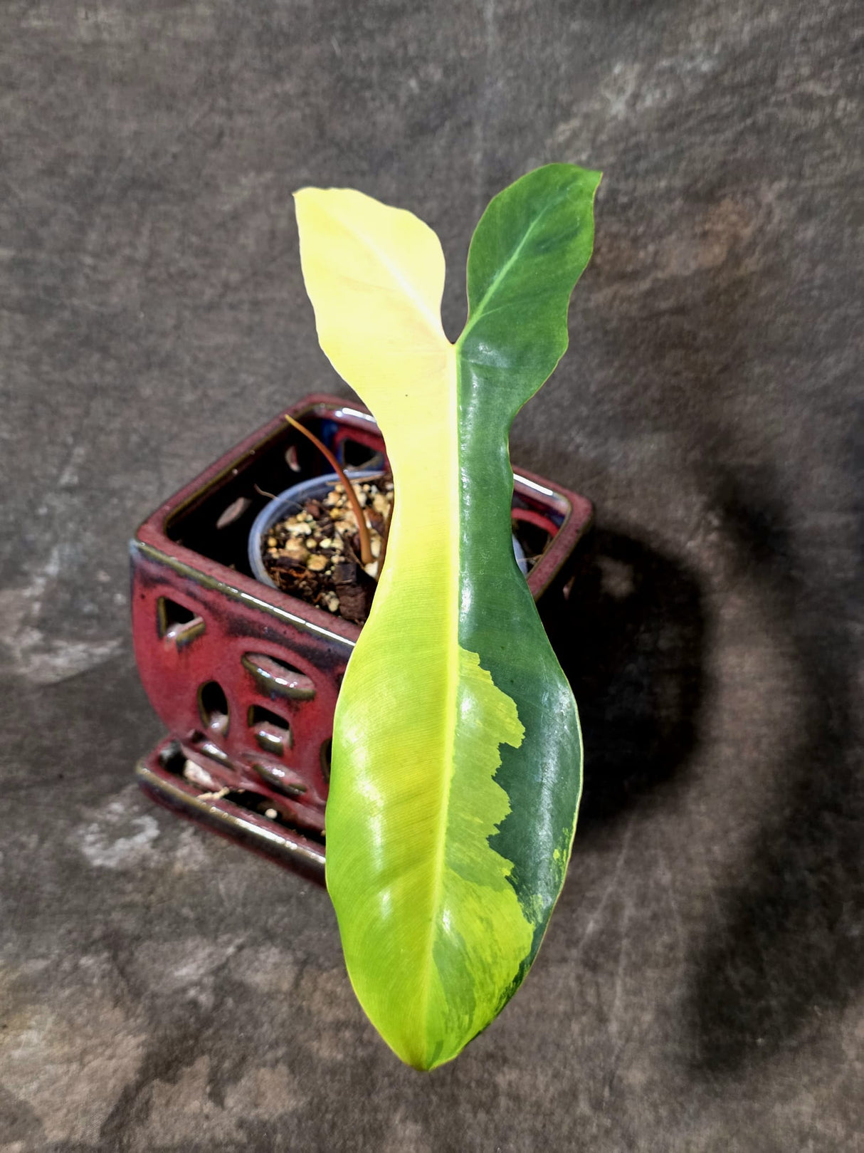 Variegated Philodendron Brown Beauty Florida Beauty x Black Billietiae - (July-10-31)