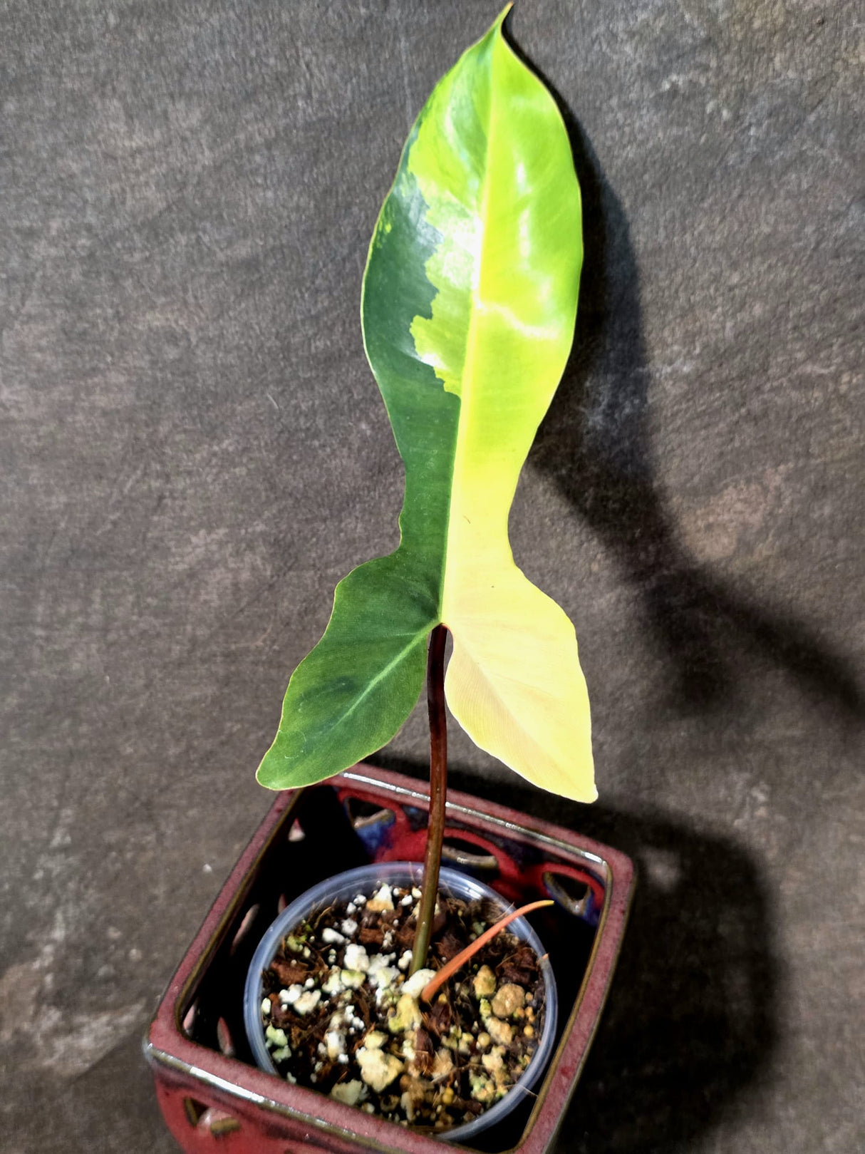 Variegated Philodendron Brown Beauty Florida Beauty x Black Billietiae - (July-10-31)